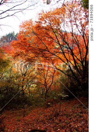 大分の紅葉の名所 陽目渓谷、白水の滝 大分の紅葉の名所 陽目渓谷、白水の滝 73894066