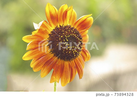 夏の日差しを受けたオレンジ色の向日葵（ひまわり）から元気をもらうの