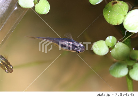 メダカ 73894548