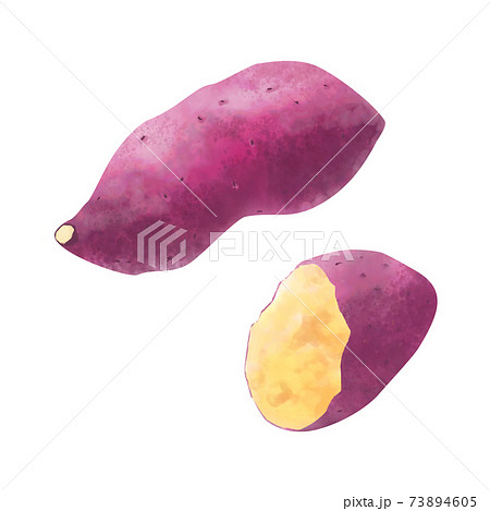 さつまいもの水彩イラストのイラスト素材