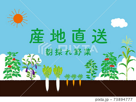 産地直送　イメージイラスト 73894777