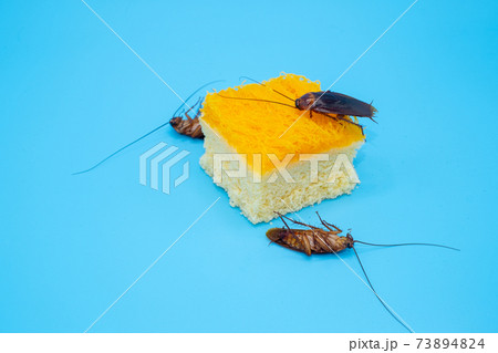 Cockroach on dessert isolated on white background 73894824