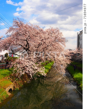川沿いの桜(川越) 川沿いの桜(川越) 73894977