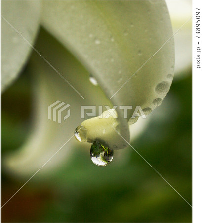 純白のテッポウユリ（鉄砲百合：高砂百合）に付いたしずく（雫,滴） 73895097