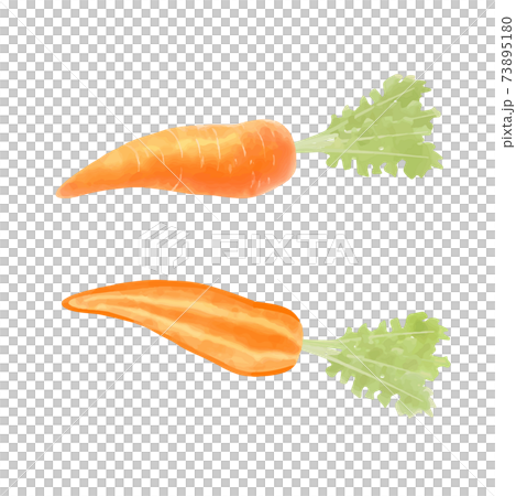 Vector watercolor illustration of carrot Vector watercolor illustration of carrot 73895180
