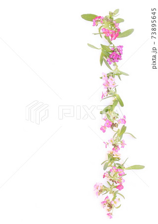春の小花フレーム（スイートアリッサム） 73895645