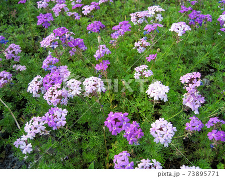 薄紫色のバーベナの花 薄紫色のバーベナの花 73895771