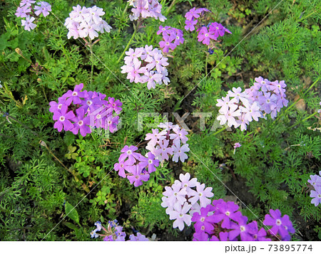 薄紫色のバーベナの花の写真素材