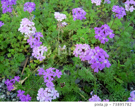 薄紫色のバーベナの花 73895782