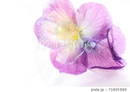 凍らせたパンジーの花(エディブル・フラワー) 凍らせたパンジーの花(エディブル・フラワー) 73895880