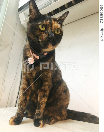 猫 ねこ ネコ 73896004