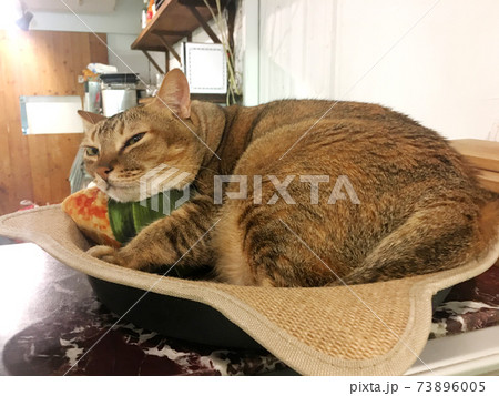 猫 ねこ ネコ 73896005