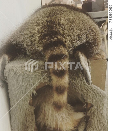 アライグマ 動物 動物学 73896009