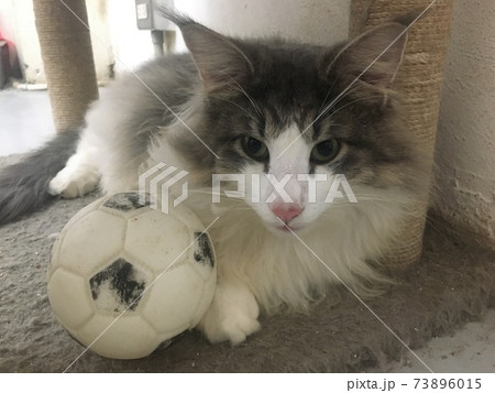 猫 ねこ ネコ 73896015