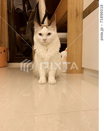動物 動物学 猫 73896016