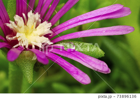 マツバギク（松葉菊）の花弁に付いたしずく（雫,滴）が面白い 73896136