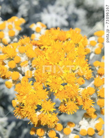 シロタエギクの花 シロタエギクの花 73896167