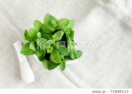 Green branch and leaves of rosemary isolated on a white background. Herbs. Flat lay. Top view Green branch and leaves of rosemary isolated on a white background. Herbs. Flat lay. Top view 73896514