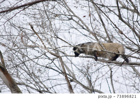 野生動物　ハクビシン　木登り 73896821