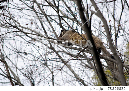野生動物　ハクビシン　木登り 73896822