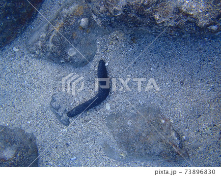 シュノーケリング中の水中風景 73896830