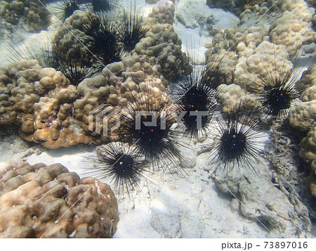 シュノーケリング中の水中風景 シュノーケリング中の水中風景 73897016