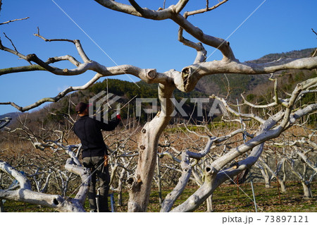 柿の剪定 柿の剪定 73897121