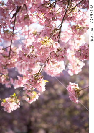 河津桜 河津桜 73897142