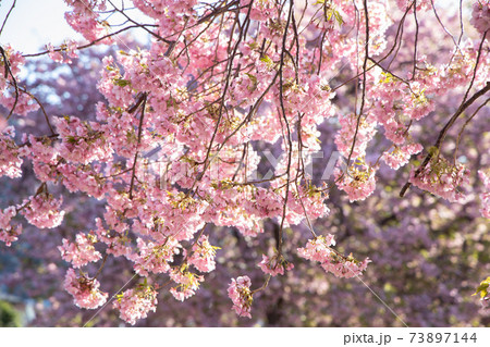 河津桜 河津桜 73897144