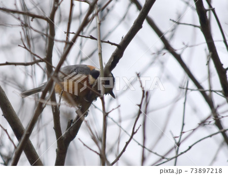 野鳥 ヤマガラ 背景素材 野鳥 ヤマガラ 背景素材 73897218
