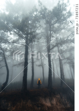 Hiking  In the misty pine forest In the summer morning 73897231