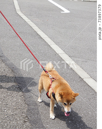 散歩中の柴犬 73897379