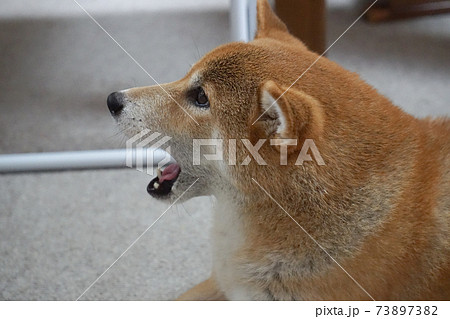 室内でくつろぐ柴犬 73897382