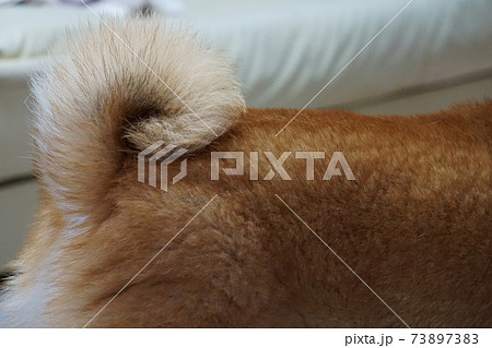 柴犬のしっぽ 73897383