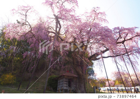 【福島】満開の紅枝垂地蔵桜 73897464