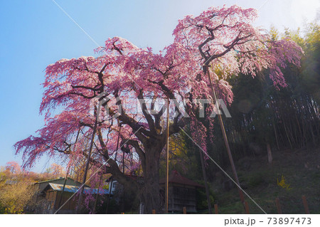 【福島】満開の紅枝垂地蔵桜 【福島】満開の紅枝垂地蔵桜 73897473