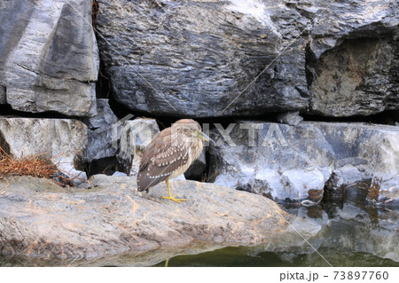 ホシゴイ 73897760