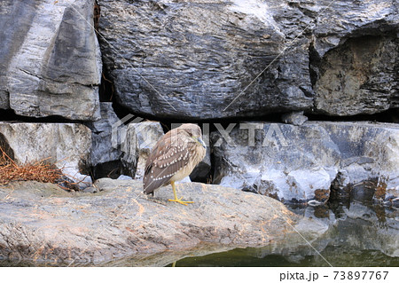 ホシゴイ 73897767