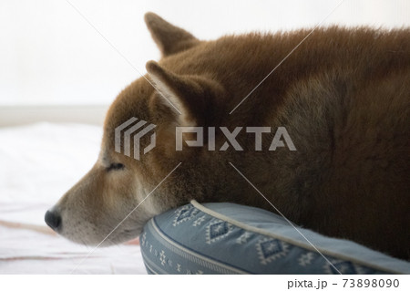 室内でくつろぐ柴犬 室内でくつろぐ柴犬 73898090