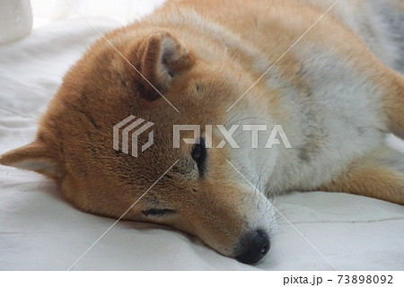 室内でくつろぐ柴犬 室内でくつろぐ柴犬 73898092