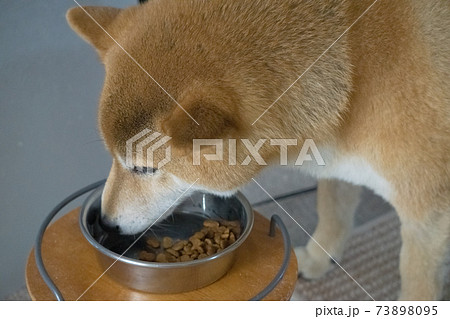 食事をする柴犬 食事をする柴犬 73898095