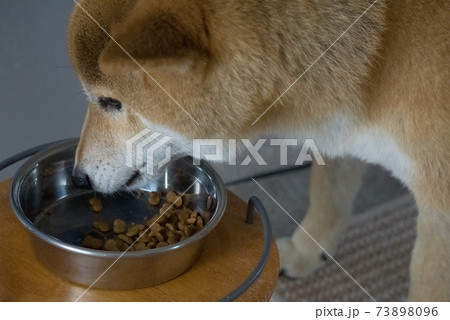 食事をする柴犬 食事をする柴犬 73898096