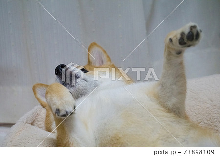 室内でくつろぐ柴犬 73898109