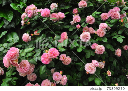 背景素材 ピンク色のバラの花 背景素材 ピンク色のバラの花 73899250