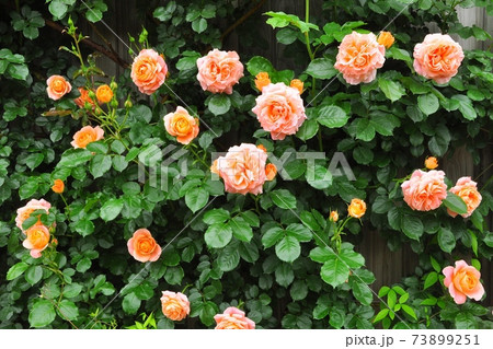 背景素材 オレンジ色のバラの花の写真素材