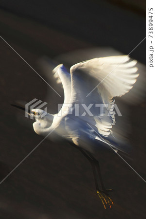 神奈川県藤沢の境川遊水池のビオトープで飛翔するコサギ 73899475