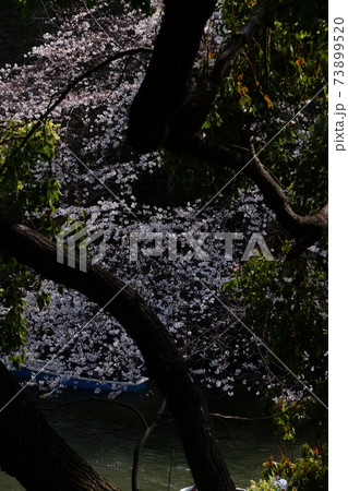 千鳥ヶ淵の桜 73899520