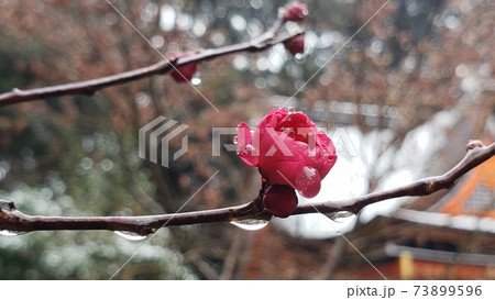 耐雪梅花麗・凛と咲く花・寒い冬をほっこり和ませる花・雪が積もった日・紅梅・にほひ起こせよ梅の花・境内 耐雪梅花麗・凛と咲く花・寒い冬をほっこり和ませる花・雪が積もった日・紅梅・にほひ起こせよ梅の花・境内 73899596