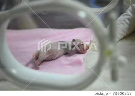 世界最小で産まれた赤ちゃんパンダ 世界最小で産まれた赤ちゃんパンダ 73900215