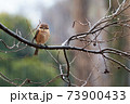 bull-headed shrike in the rain during Japan winter 73900433
